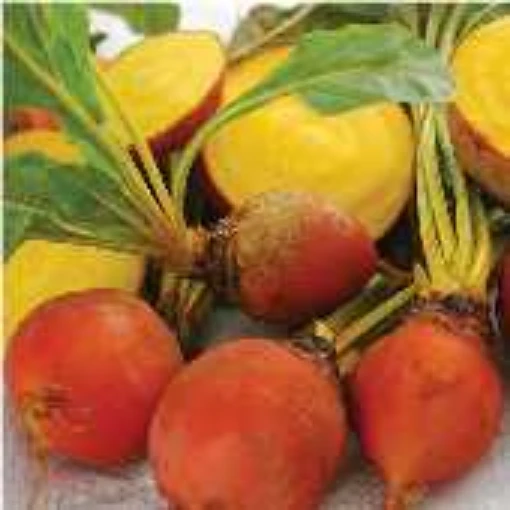 Golden Detroit Beets BT22-50