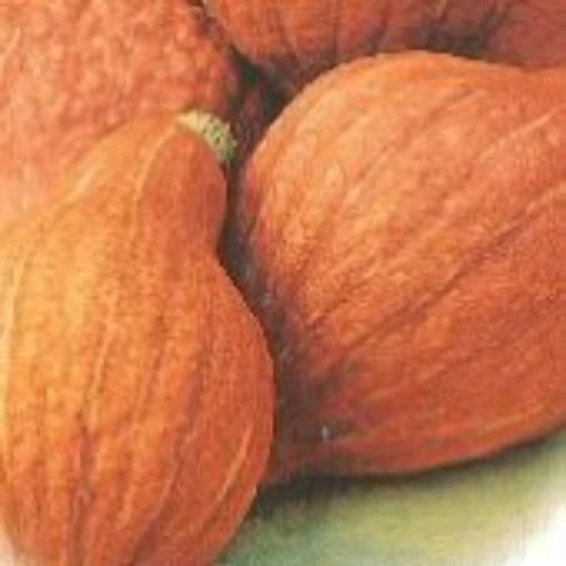 Golden Hubbard Squash SQ75-20