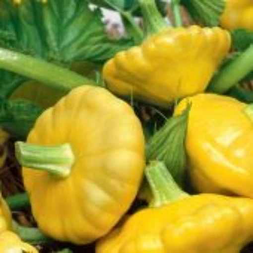Golden Scallop Squash SQ86-20