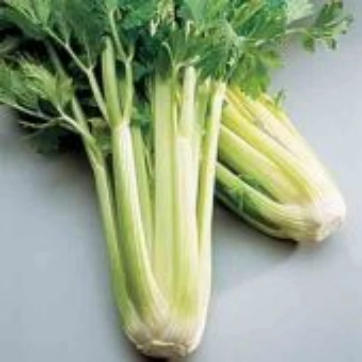 Golden Self Blanching Celery CL2-100