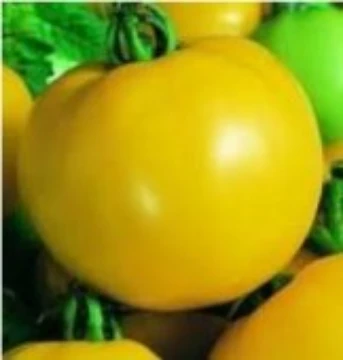 Golden Sunburst Tomato Seeds