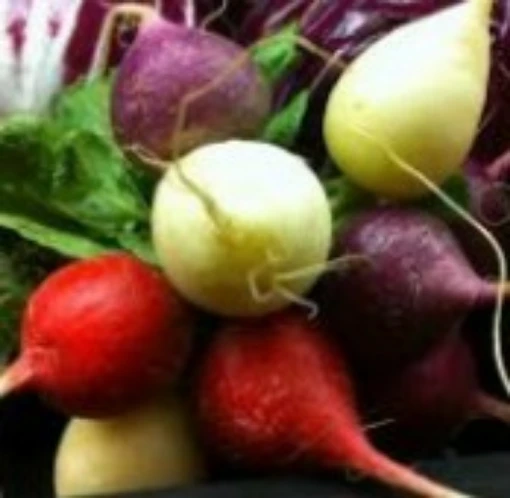 Gourmet Blend Radishes RD42-50