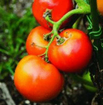 Tomato from Japan, Tomato Originating from Japan | Reimer Seeds
