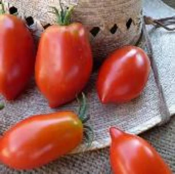 Grandma Mary's Paste Tomato Seeds