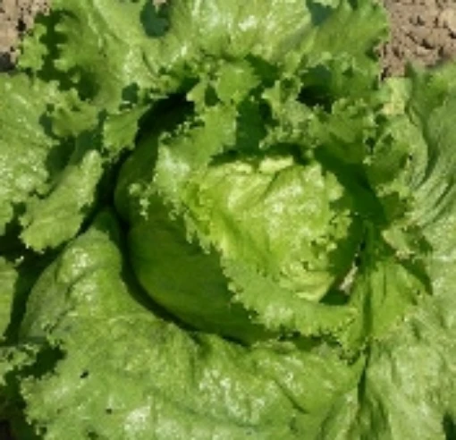 Great Lakes Mesa 659 Lettuce LC53-100_Base