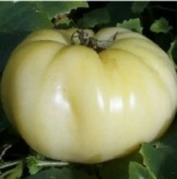 Great White Beefsteak Tomato Seeds