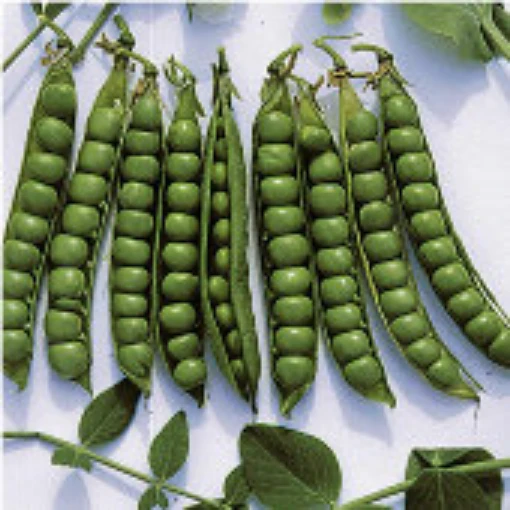 Green Arrow Sweet Peas PE2-50