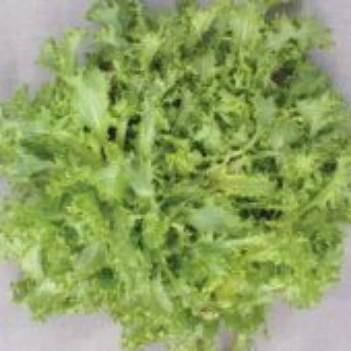 Green Curled Ruffec Endive ED3-100