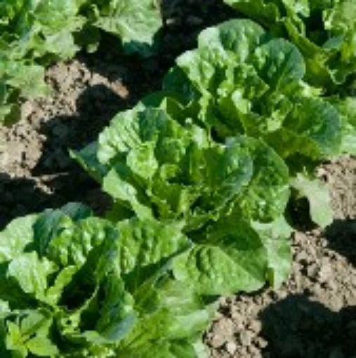 Green Forest Lettuce LC32-100