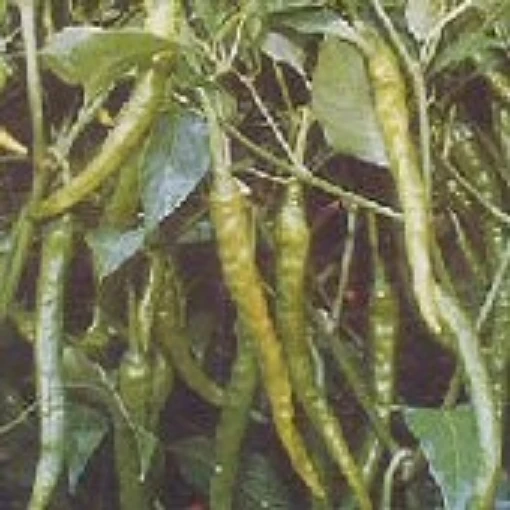 Green Power Hot Peppers HP1861-10