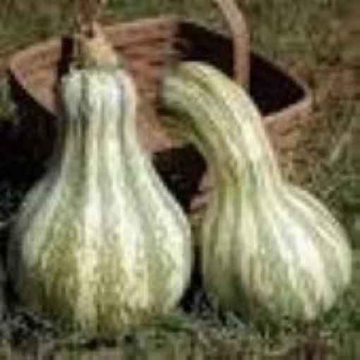 Green Striped Cushaw Pumpkins PM22-10