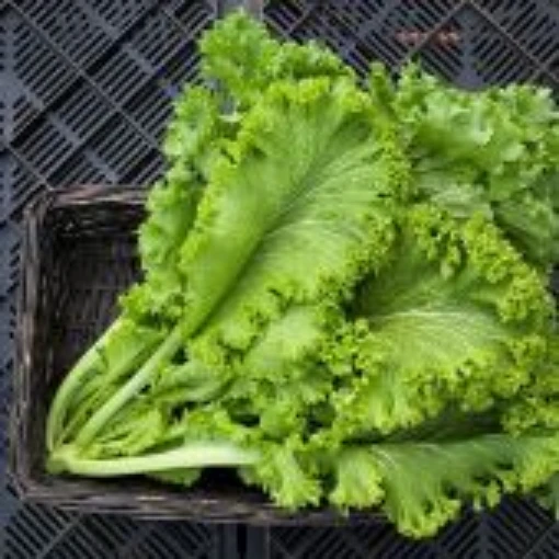 Green Wave Mustard MU7-100