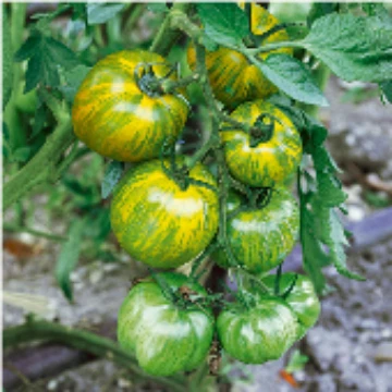 Green Zebra Tomato Seeds