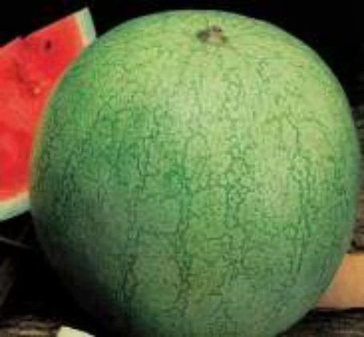Greybelle Watermelons WM27-20_Base