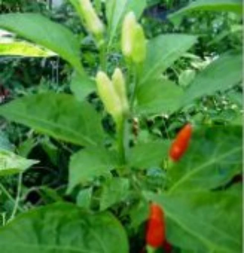 Grove Hot Peppers HP361-20