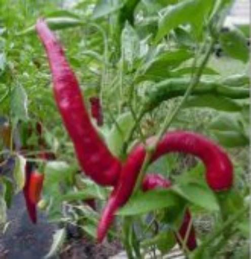 Guindilla Hot Peppers HP847-10
