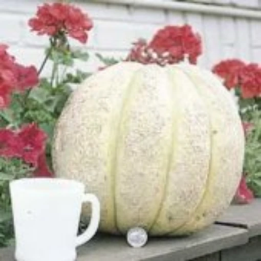 Gurney's Giant Melons CA1-20