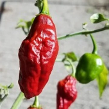 Chocolate Long Habanero Pepper Seeds