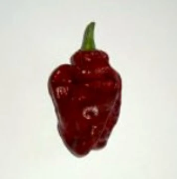 Habanero Brown Hot Peppers