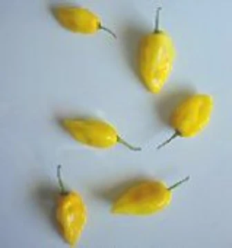 Carolina Yellow Pepper Seeds