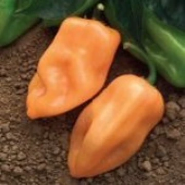 Chichen Itza Pepper Seeds