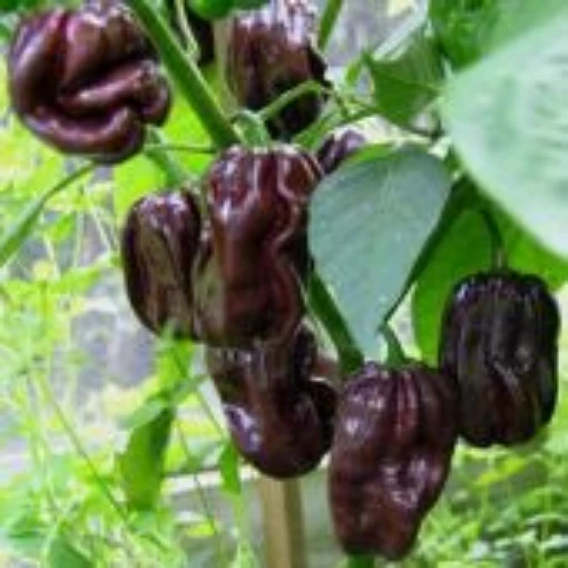 Habanero Hot Peppers (Chocolate Strain 2) HP1922-10