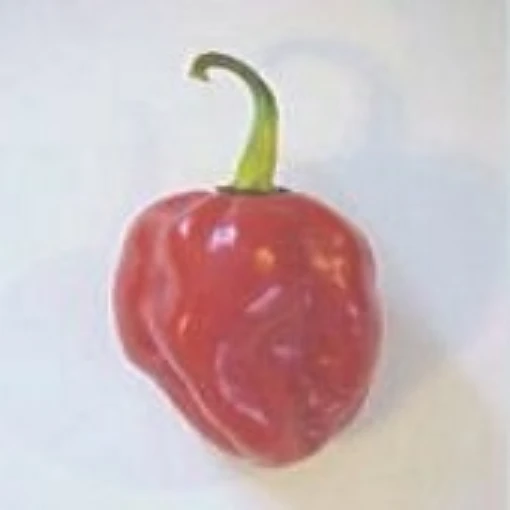 Habanero Hot Peppers (Congo Red) HP60-10