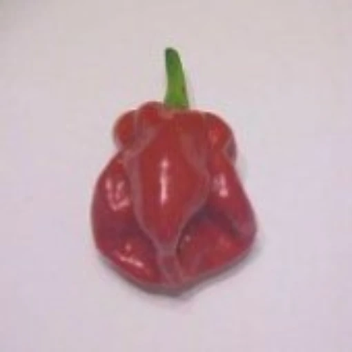 Habanero Hot Peppers (Congo Trinidad - Strain 1) HP61-10