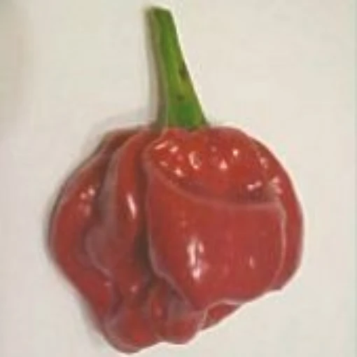 Habanero Hot Peppers (Costa Rica) HP1060-10