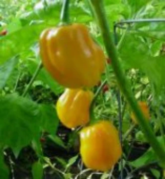 Harold's St Barts Pepper Seeds