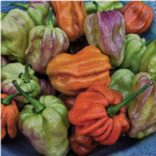 Mustard Habanero Peppers HP1789-10