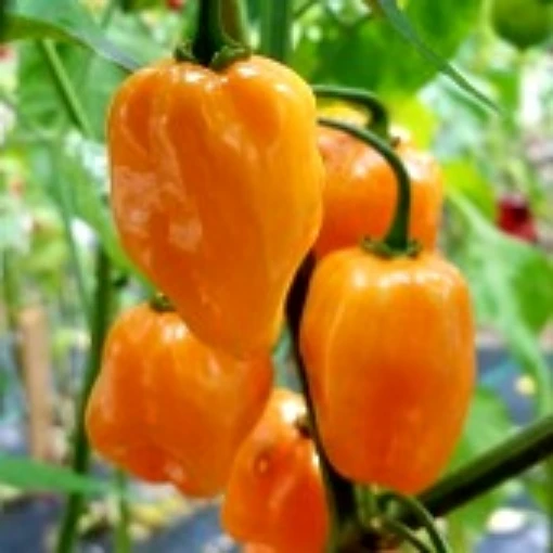 Habanero Orange Peppers (Strain 5) HP1930-10