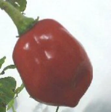 Habanero Red Pepper Seeds (Strain 1)