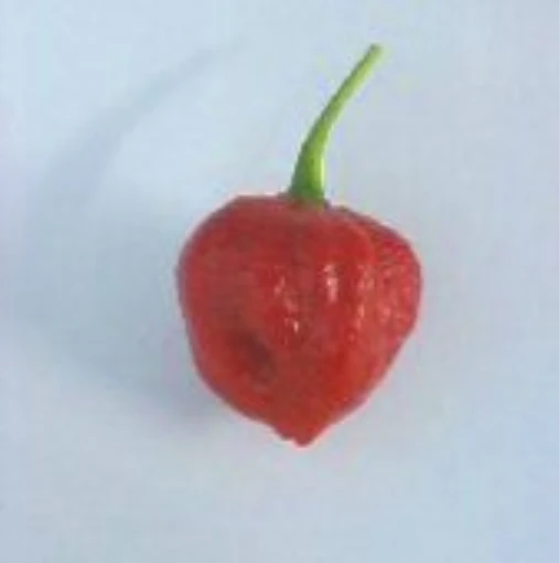 Habanero Hot Peppers (Rica Red) HP1079-10