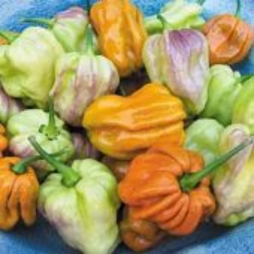 Habanero Hot Peppers (Spicy Mustard) HP1967-10