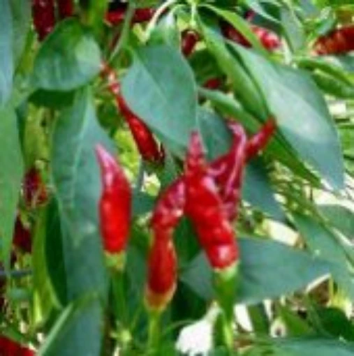 Hahong Kach'o Hot Peppers HP445-20