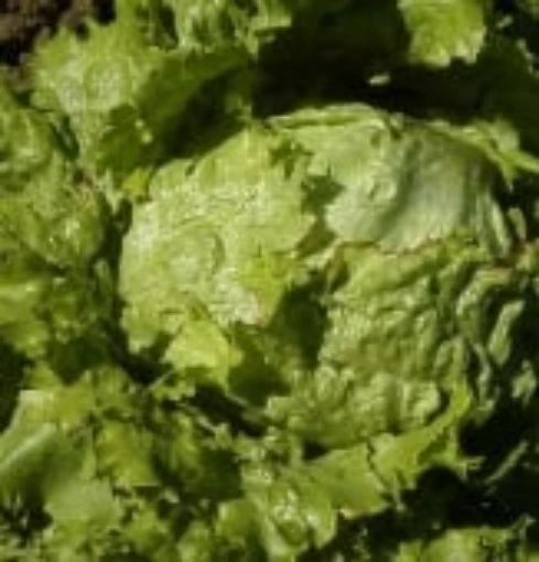Hanson Improved Lettuce LC37-100