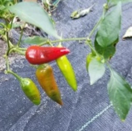 Hawaiian Hot Peppers HP1142-10