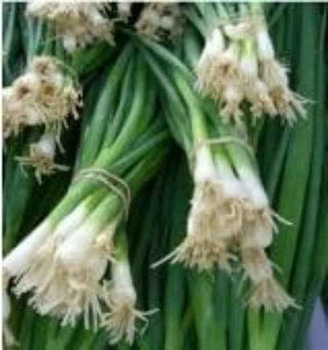 Heshiko Bunching Onions ON27-100