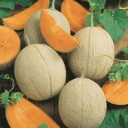 Hearts of Gold Melons CA3-20