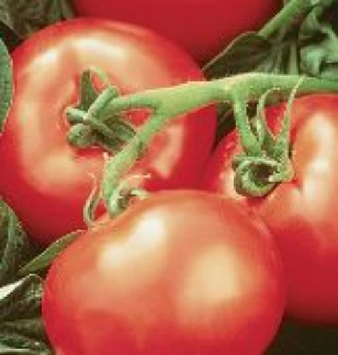 Heatwave II Tomato TM59-10