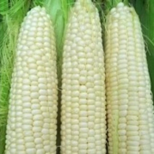 Hickory King Corn CN1-50
