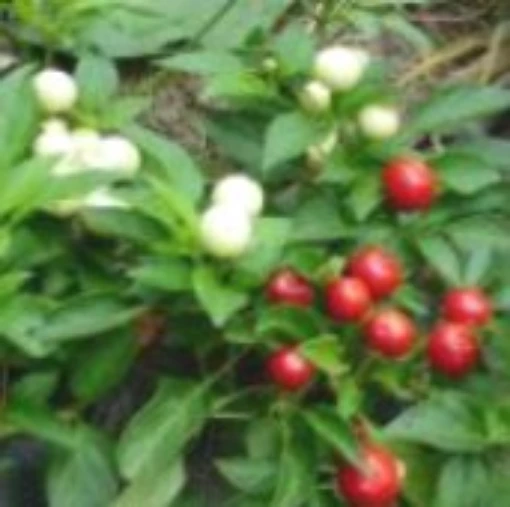 Holiday Time Hot Pepper (Honduras) HP857-20