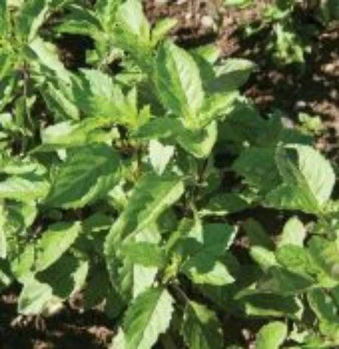 Holy Basil HB113-100