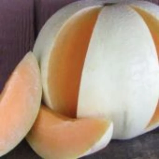 Honey Dew Melons (Orange) CA5-20