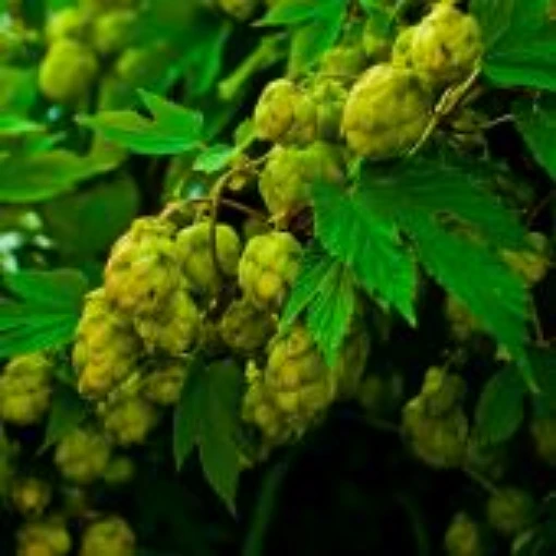 Hops HB119-25