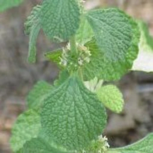 Horehound HB42-100