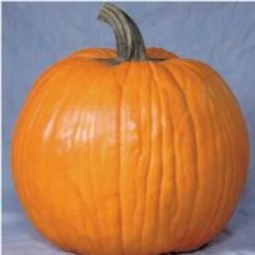Howden's Field Pumpkins PM51-10_Base