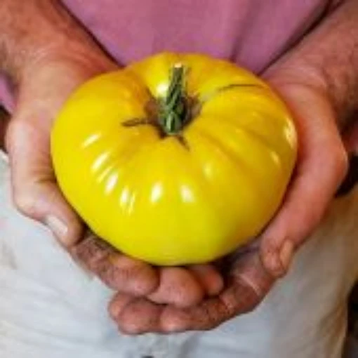 Hugh's Tomato TM63-10