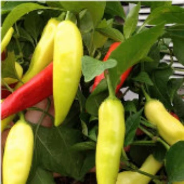 Hungarian Sweet Wax Pepper Seeds
